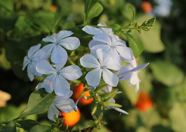 Delicate Blue Flowers