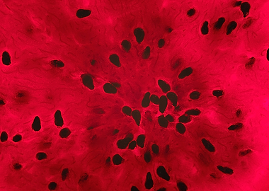 Dragon Fruit Close-Up