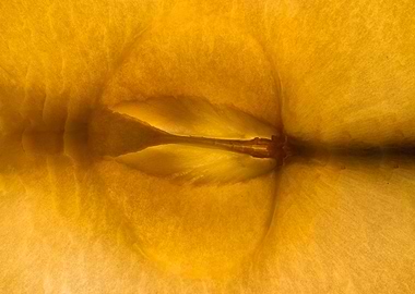 Apple Core Close-Up