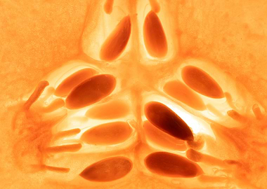 Pumpkin Seeds Close-Up