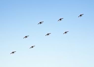 Patrouille de France en formation Diamant