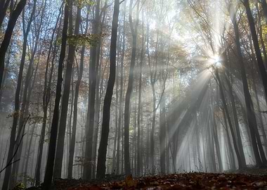 Sunbeams Through Foggy Forest
