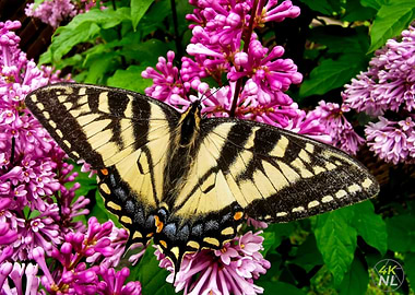 Butterfly on Lilac Flowers