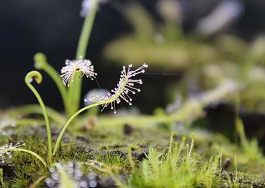 Drosera