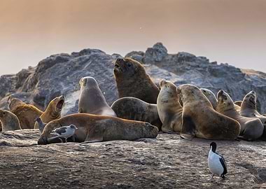 Sea Lions on Rocky Shore