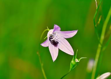 Bee on a Bellflower