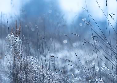 Frozen Grass in the Morning Meadow