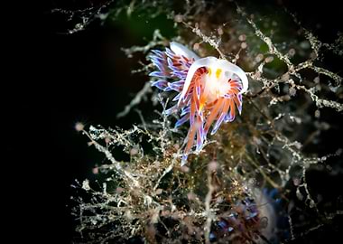 Nudibranch on Seaweed