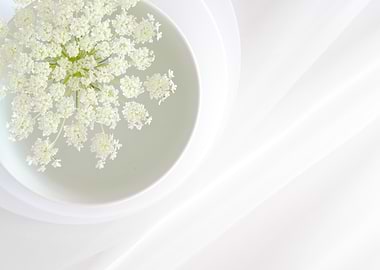 White Flower in Bowl