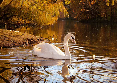 Swan on a Golden Pond