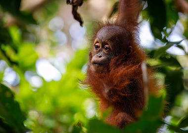 Baby Orangutan in Rainforest