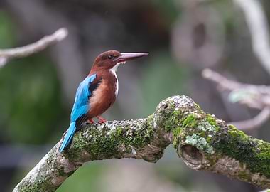 White-throated Kingfisher on Branch