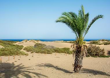 A palm tree on the sandy beach