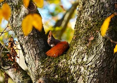 Squirrel in Tree