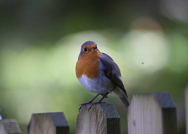 Robin on Fence