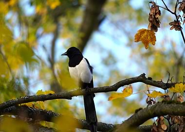 Magpie on Branch