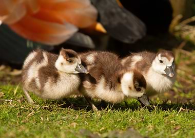 Three Goose Goslings and mother