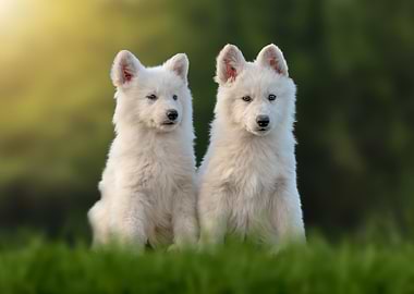 Two White Puppies