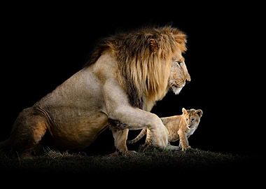 Lion and Cub on dark