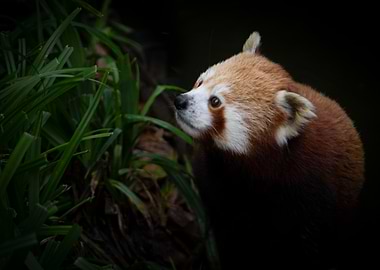 Red Panda Portrait, animal, wildlife