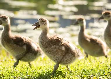 Goslings on Grass