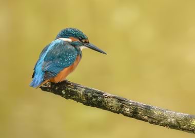 Kingfisher on Branch
