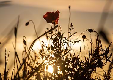 Poppy Sunset Silhouette