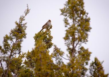White-crowned Sparrow on Branch