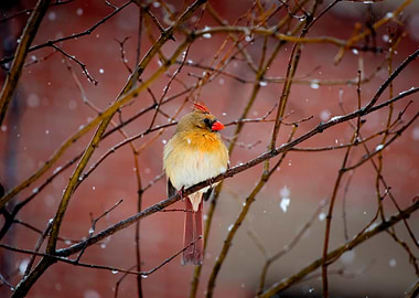 Cardinal in Winter
