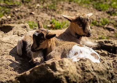 Two Baby Goats Resting