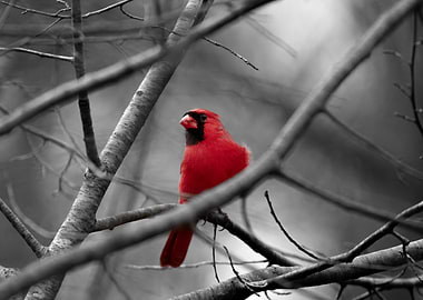 Cardinal on Branch