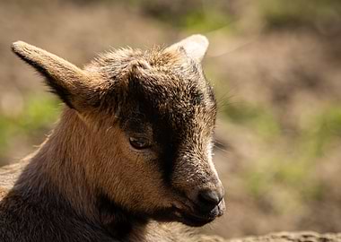 Baby Goat Portrait