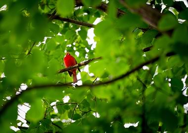 Red Cardinal Perched Among Green Leaves