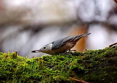 White-breasted Nuthatch on Mossy Branch
