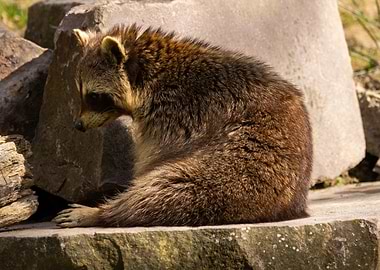 Raccoon Sitting on Rock
