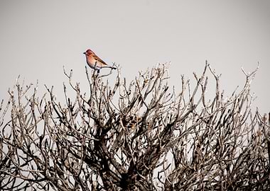 Cassin's Finch in Southwestern Winter Light