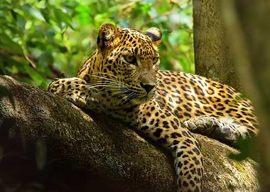 Leopard Resting on Branch