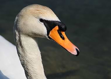 White Swan Close-Up