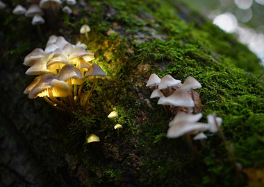 Glowing Mushrooms on Tree Trunk