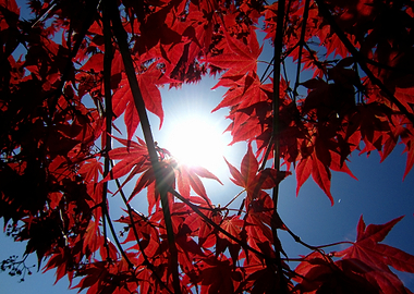 Red Maple Leaves Sun