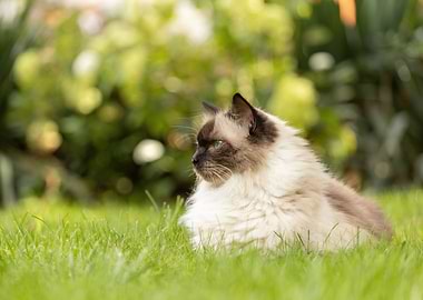Ragdoll Cat in Grass