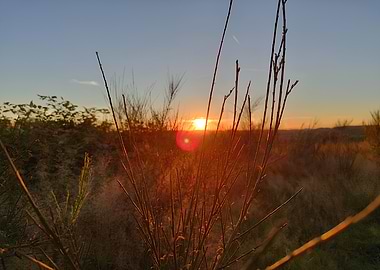 Sunset Through Branches