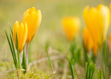 Yellow Crocuses in Spring