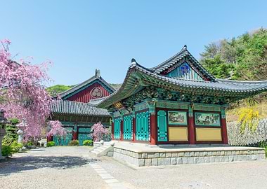 Korean Temple with Cherry Blossoms