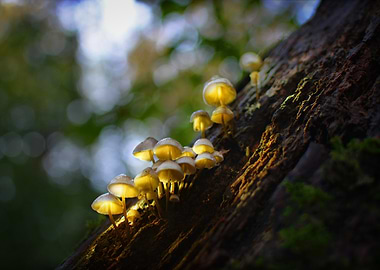Glowing Mushrooms on Tree Bark