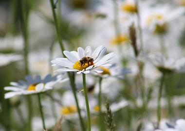 Bee on Daisy