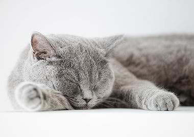 Sleeping Grey Cat