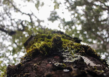 Moss Covered Tree