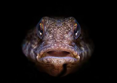 Close-up Fish Portrait