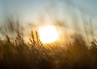 Sunset Through Grass